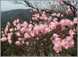 町の花（アケボノツツジ）