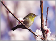 町の鳥（メジロ）