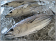 町の魚（カツオ）