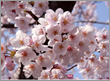 町の花（サクラ）