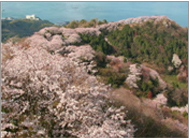 積善山から望む桜