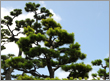 町の木（松）