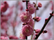 町の花（ウメ）